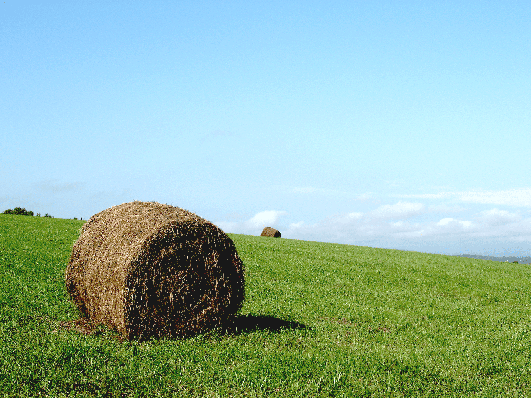 hay